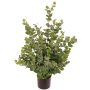 Künstlicher Eukalyptus Baum TONFYN, Naturstamm, grün, 100cm