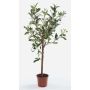 Olivenbaum künstlich ALBERTO, Echtstamm, mit Früchten, 65cm