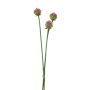 Dekobündel Allium LAMDA, violett-grün, 65cm, Ø4cm