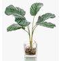 Künstliche Pflanze Calathea Orbifolia AGINA im Glastopf, grün-weiß, 35cm