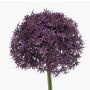 Kunstblume Allium PRAXEN, dunkellila, 90cm