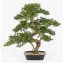 Künstliche Bonsai Pinie KANYA in Pflanzschale, 70cm