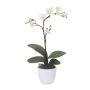 Deko Phalaenopsis Orchidee MALZA, Steckstab, Wurzeln, creme, 55cm