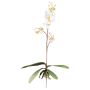 Deko Phalaenopsis Orchidee MALZA, Steckstab, Wurzeln, creme, 55cm