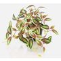Fake Pflanze Tradescantia zebrina DIHALLO im Dekotopf, grün-rot, 19cm