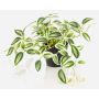 Fake Pflanze Tradescantia zebrina DIHALLO im Dekotopf, grün-weiß, 19cm