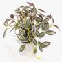 Fake Pflanze Tradescantia zebrina DIHALLO im Dekotopf, grün-lila, 19cm