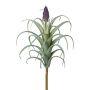 Deko Sukkulente Tillandsia stricta KROST, Steckstab, Blüte, grün-lila, 23cm