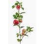 Kunst Apfel Zweig ZANINA mit Früchten, rot-gelb, 95cm