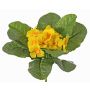 Kunstblume Primel SUNDARA auf Steckstab, gelb, 20cm, Ø4cm
