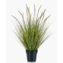 Kunstpflanze Gras Federborstengras YWAIN mit Rispen, beige-grün, 85cm