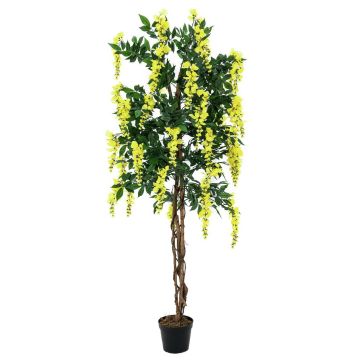 Kunststoff Goldregen LESLIE, Echtstämme, mit Blüten, gelb, 180cm Kunststoff Goldregen LESLIE, Echtstämme, mit Blüten, gelb, 180cm