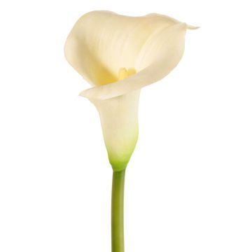 Calla Kunstblume MIRAC, creme, 75cm, 12x15cm Calla Kunstblume MIRAC, creme, 75cm, 12x15cm