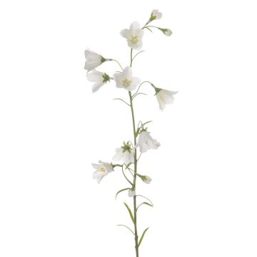 Kunst Glockenblume GISELA, weiß, 65cm, Ø1-4cm Kunst Glockenblume GISELA, weiß, 65cm, Ø1-4cm