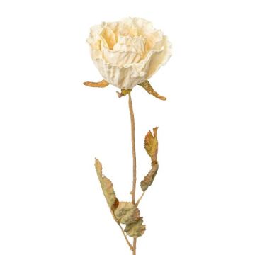 Künstliche Blume Rose PANSOK, Trockenoptik, creme, 55cm, Ø7cm Künstliche Blume Rose PANSOK, Trockenoptik, creme, 55cm, Ø7cm