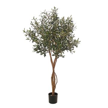 Deko Olivenbaum GÖTZIS, Früchte, Echtstämme, 165cm