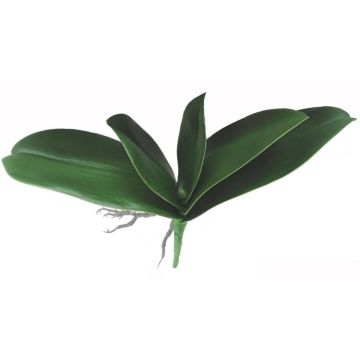 Dekoblätter Phalaenopsis Orchidee PRIMALA, Luftwurzel, 21x26cm