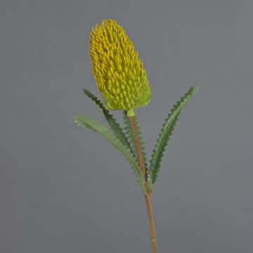 Deko Kunstblume Banksia robur EREDIN, gelb-grün, 70cm, Ø7cm