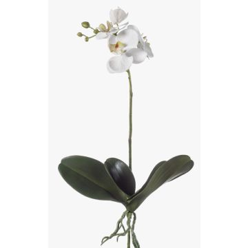 Unechte Orchidee Phalaenopsis FAO zum Stecken, weiß, 45cm