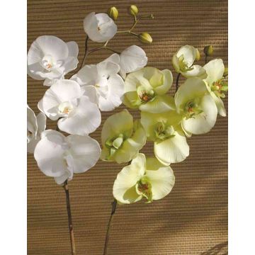 Kunstzweig Phalaenopsis Orchidee RICKY, creme-grün, 95cm, Ø7-11cm