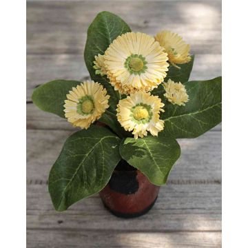 Deko Gänseblümchen MORGANA, Terracottatopf, aprikose, 15cm, Ø2-4cm