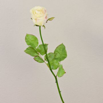 Kunststoffschaum Rose OPHELIE, creme-rosa, 85cm, Ø7cm Kunststoffschaum Rose OPHELIE, creme-rosa, 85cm, Ø7cm