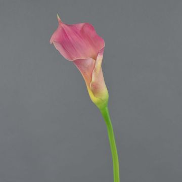 Textilblume Calla TERESA, pink-gelb, 70cm, 10x15cm