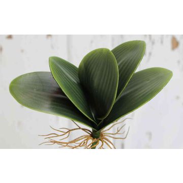 Dekoblätter Phalaenopsis Orchidee DAPHI, Luftwurzeln, 29x33cm