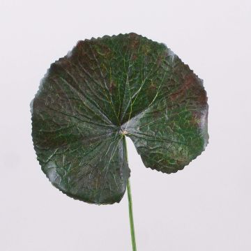 Künstliches Geranien Blatt HEIDEGARD, grün-rot, 38cm, Ø11cm Künstliches Geranien Blatt HEIDEGARD, grün-rot, 38cm, Ø11cm