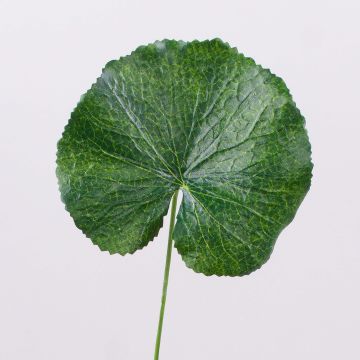 Künstliches Geranien Blatt HEIDEGARD, grün, 38cm, Ø11cm Künstliches Geranien Blatt HEIDEGARD, grün, 38cm, Ø11cm