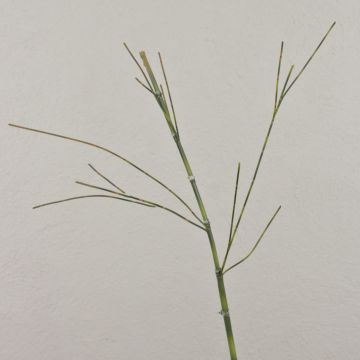 Kunst Bambuszweig HARUTO, 95cm