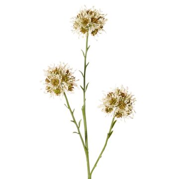 Dekozweig Allium ZEBU, creme, 65cm, Ø7cm Dekozweig Allium ZEBU, creme, 65cm, Ø7cm