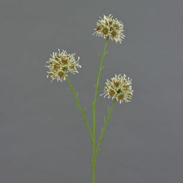 Dekozweig Allium ZEBU, creme, 65cm, Ø7cm Dekozweig Allium ZEBU, creme, 65cm, Ø7cm