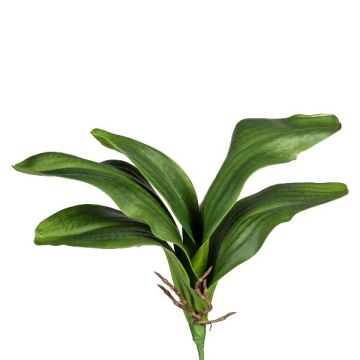 Dekoblätter Phalaenopsis Orchidee DRANFOL, Steckstab, Luftwurzeln, 35cm