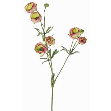Samt Ranunkel YARIS, grün-pink, 65cm, Ø3-4,5cm