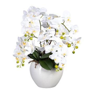 Kunstgesteck Orchidee Phalaenopsis WEMBER mit Korkenzieherweide, Keramiktopf, Wurzeln, weiß, 55cm Kunstgesteck Orchidee Phalaenopsis WEMBER mit Korkenzieherweide, Keramiktopf, Wurzeln, weiß, 55cm