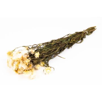 Getrockneter Strauß Strohblumen ALMINKA, weiß-creme, 50-60cm, Ø15cm Getrockneter Strauß Strohblumen ALMINKA, weiß-creme, 50-60cm, Ø15cm