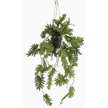 Dekopflanze Philodendron Selloum Blumenampel URCO, Dekotopf, 80cm