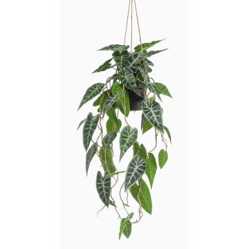 Dekopflanze Alocasia Sanderiana Blumenampel URCO, Dekotopf, grün-weiß, 80cm