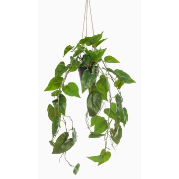 Dekopflanze Philodendron Scandens Blumenampel URCO, Dekotopf, 80cm