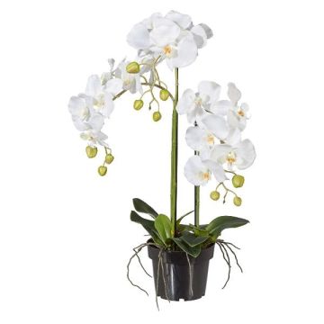 Deko Phalaenopsis Orchidee LOPASY, Wurzeln, weiß, 60cm