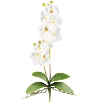 Kunst Phalaenopsis Orchidee MORLEK, Steckstab, Wurzeln, creme, 60cm