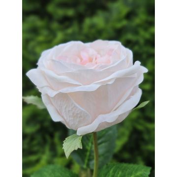 Rose künstlich MARNUK, creme-rosa, 60cm, Ø9cm