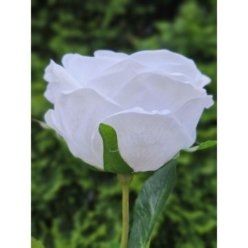 Rose künstlich MARNUK, creme-weiß, 60cm, Ø9cm Rose künstlich MARNUK, creme-weiß, 60cm, Ø9cm