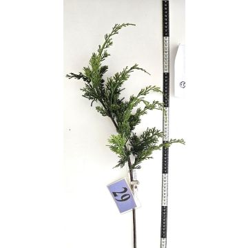 Künstlicher Zweig Thuja STERNYN, grün, 85cm Künstlicher Zweig Thuja STERNYN, grün, 85cm