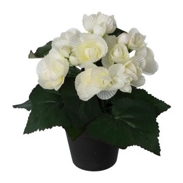 Kunstblume Begonie KELTO im Dekotopf, weiß, 25cm Kunstblume Begonie KELTO im Dekotopf, weiß, 25cm