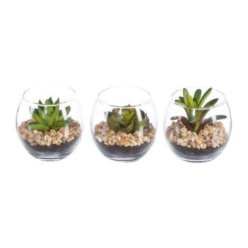 Deko Sukkulenten Gesteck WINKS im Glas, 3 Stück, grün, 7cm, Ø7,5cm Deko Sukkulenten Gesteck WINKS im Glas, 3 Stück, grün, 7cm, Ø7,5cm