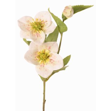 Deko Zweig Christrose SUNMYN, creme, 55cm, Ø8-10cm