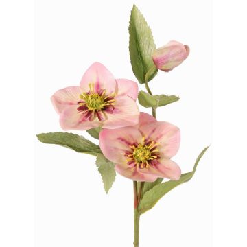 Deko Zweig Christrose SUNMYN, rosa, 55cm, Ø8-10cm Deko Zweig Christrose SUNMYN, rosa, 55cm, Ø8-10cm