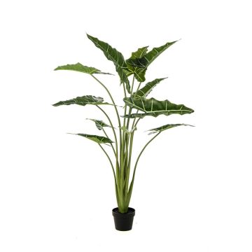 Dekopflanze Alocasia Sanderiana MUNAY im Dekotopf, grün, 140cm